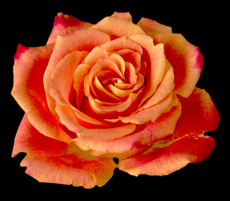 SILANTOI COLOMBIAN ROSE