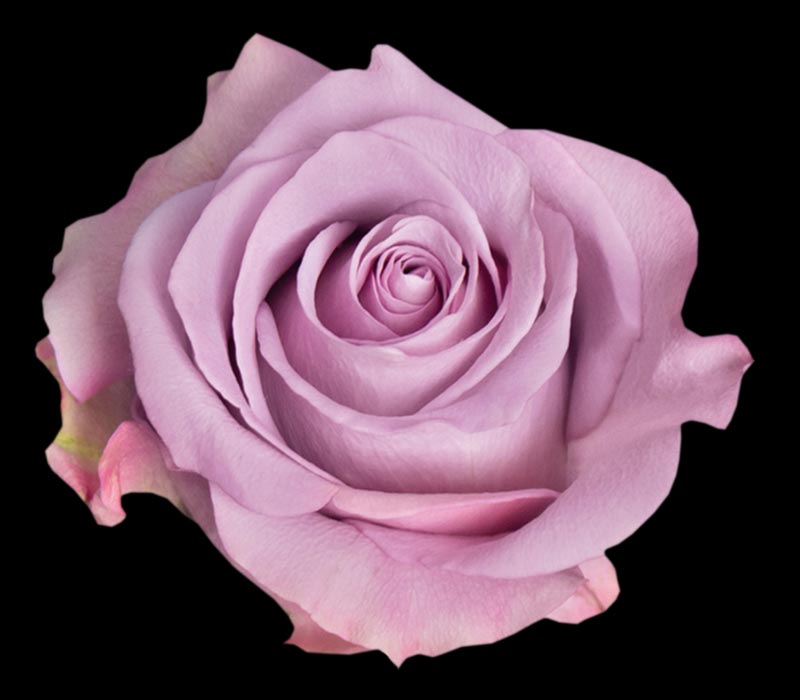 STAR PLATINUM COLOMBIAN ROSE