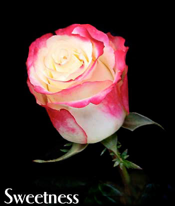 SWEETNESS COLOMBIAN ROSE