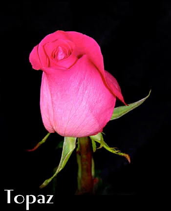 TOPAZ COLOMBIAN ROSE