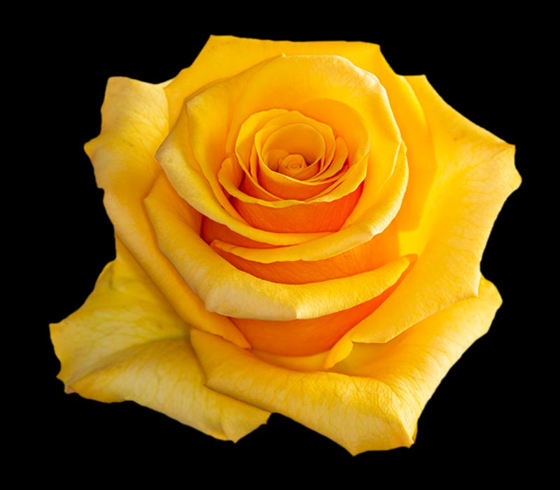 TYCOON COLOMBIAN ROSE